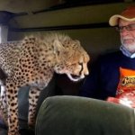 Cheetah wants Cheetos