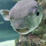 Surprised Pufferfish