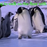 Every Day..... | Me trying to walk on the floor with socks on: | image tagged in gifs,socks,penguins,slippery | made w/ Imgflip video-to-gif maker