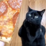 Pizza cat