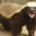 honey badger (again)