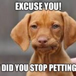 My dog rn: | EXCUSE YOU! WHY DID YOU STOP PETTING ME? | image tagged in disappointed dog | made w/ Imgflip meme maker