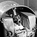 Laika the space dog