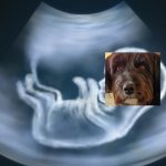 Rumi dog | image tagged in ultrasound | made w/ Imgflip meme maker