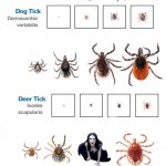 Know Your Ticks