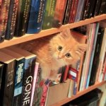 Cat Librarian