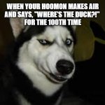 Husky: "Bruh, I stopped looking for the duck looong ago...." | WHEN YOUR HOOMON MAKES AIR
AND SAYS, "WHERE'S THE DUCK?!" 
FOR THE 100TH TIME | image tagged in husky | made w/ Imgflip meme maker