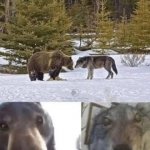 Bear vs Crazy Wolf