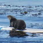 otter surfboard
