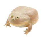 Wednesday Frog