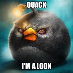 Quack | QUACK; I'M A LOON | image tagged in realistic bomb angry bird,quack | made w/ Imgflip meme maker