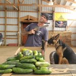 Cucumber season