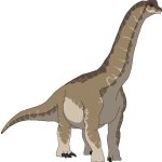 Brachiosaurus (Male)