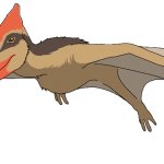 Pteranodon (Female)