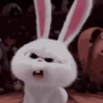 Funny rabbit GIF Template