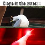 This is so annoying | Dogs in the street :; Me : *tries to sleep bcz it's 3am* | image tagged in boy seagull | made w/ Imgflip meme maker
