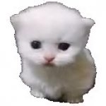 Mitosis GIF Template