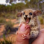 Disapproving Australian Pygmy Cheessum