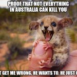 Not everything in Australia can kill you | PROOF THAT NOT EVERYTHING IN AUSTRALIA CAN KILL YOU; DON'T GET ME WRONG, HE WANTS TO. HE JUST CAN'T | image tagged in disapproving australian pygmy cheessum,australia,death,dangerous,cute animals,teeth | made w/ Imgflip meme maker