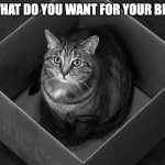 Birthday cat | ME:; THEM: WHAT DO YOU WANT FOR YOUR BIRTHDAY | image tagged in schrodinger's cat,cat,birthday | made w/ Imgflip meme maker