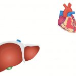 Heart and liver