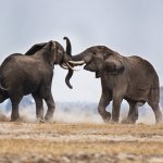 Two elephants fighting - disarray in the Republican Party, GOP