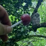 How many licks