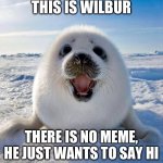 cute seal | THIS IS WILBUR; THERE IS NO MEME, HE JUST WANTS TO SAY HI | image tagged in cute seal,funny,memes,animals,hello,seals | made w/ Imgflip meme maker