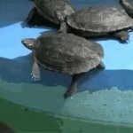 Turtle Push gif GIF Template