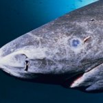 Greenland Shark