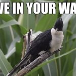 This birdie lives in your walls /j | I LIVE IN YOUR WALLS | image tagged in staring cuckoo,walls,bird,funny,dark humor | made w/ Imgflip meme maker