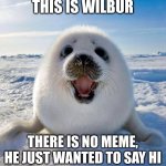 this is wilbur... | THIS IS WILBUR; THERE IS NO MEME, HE JUST WANTED TO SAY HI | image tagged in cute seal | made w/ Imgflip meme maker
