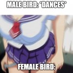 Anime girl | MALE BIRD: *DANCES*; FEMALE BIRD: | image tagged in anime girl | made w/ Imgflip meme maker