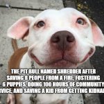 Overly Happy Pitbull | THE PIT BULL NAMED SHREDDER AFTER SAVING 8 PEOPLE FROM A FIRE, FOSTERING 6 PUPPIES, DOING 100 HOURS OF COMMUNITY SERVICE, AND SAVING A KID FROM GETTING KIDNAPPED | image tagged in overly happy pitbull | made w/ Imgflip meme maker