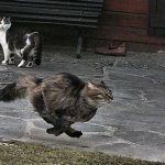 Funny running cat