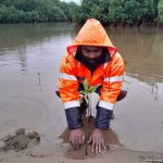 Planting mangrove