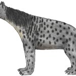 Marafil (Male)