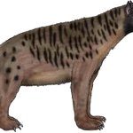 Marafil (Female)