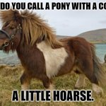 Daily Bad Dad Joke July 31 2023 | WHAT DO YOU CALL A PONY WITH A COUGH? A LITTLE HOARSE. | image tagged in shetland pony | made w/ Imgflip meme maker