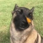 butterfly dog meme