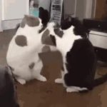 cats fight GIF Template