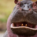 Hippo