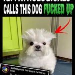 This dog is fucked up bruh 2