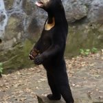 Chinese Zoo Bear Standing