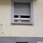 Sad Dog in Window