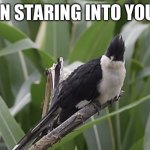 I just thought it would be funny | I’VE BEEN STARING INTO YOUR CRIB | image tagged in staring cuckoo,memes,funny,crib,dark humor,random | made w/ Imgflip meme maker