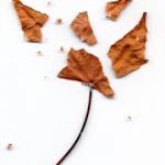 Broken leaf