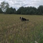 Dog shitting in field