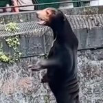 Chinese Zoo Bear/Man