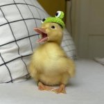 Baby duck with frog Hat meme
